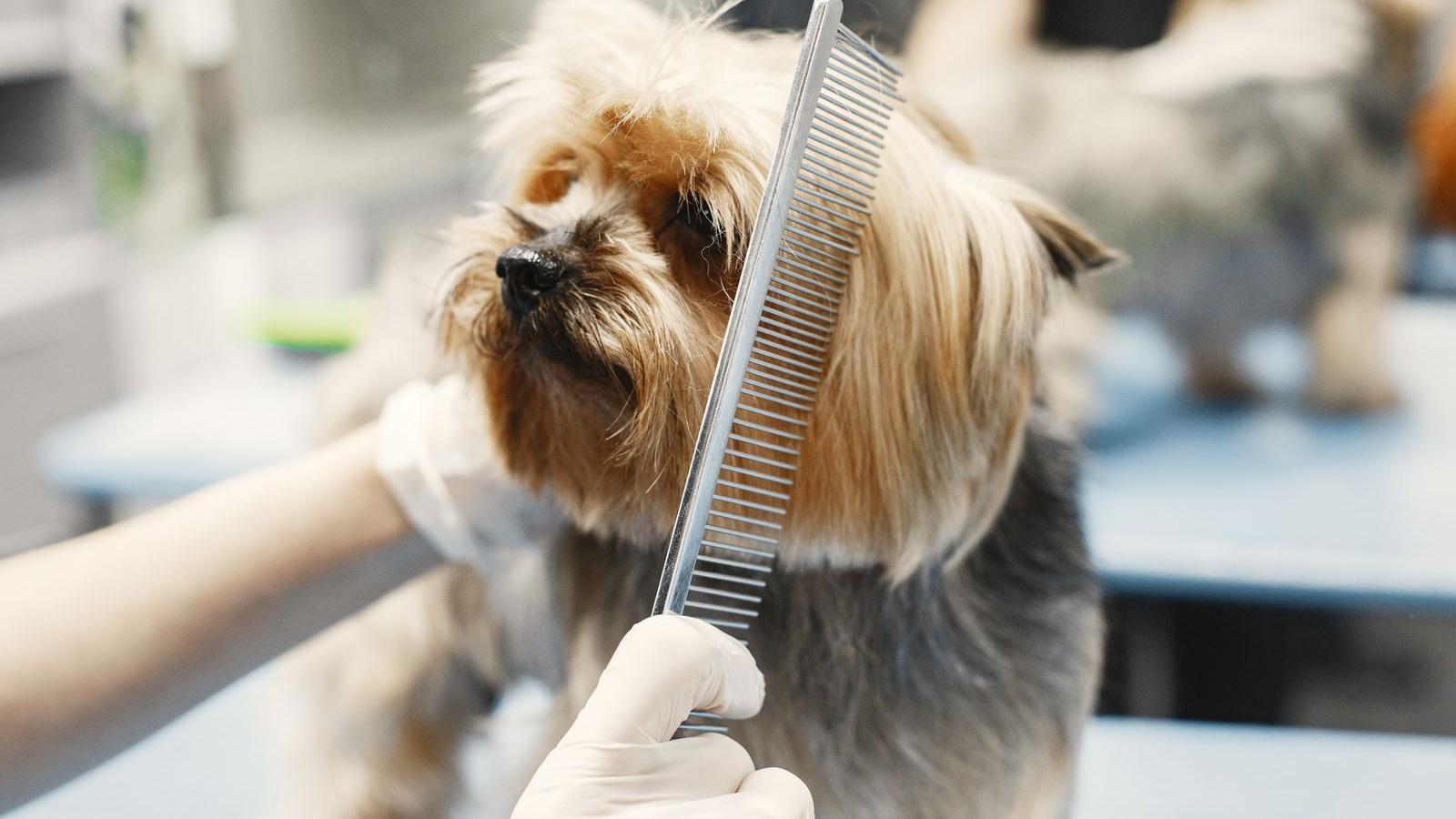 戴手套的雙手為小型犬梳理毛髮