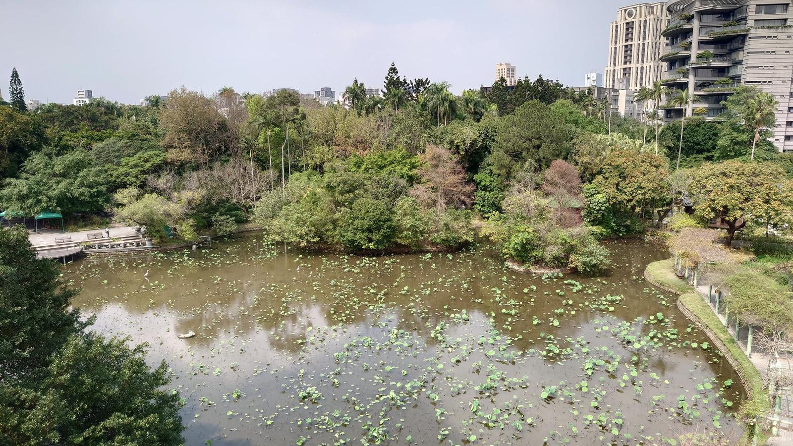台北植物園蓮花池與周邊樹林、建築