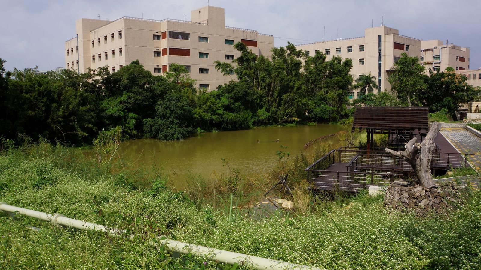 桃園市虎頭山公園濕地與周邊建築